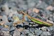 Side Profile of a Preying Mantis on Stones
