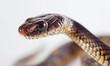 Detailed Portrait of a Grass Snake on a White Background