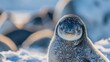 Antarctic Wildlife Seals Penguins and Birds in the Polar Region