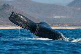 Fototapeta  - damaged tail humpback whale in pacific ocean baja california sur mexico