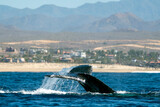 Fototapeta  - damaged tail humpback whale in pacific ocean baja california sur mexico
