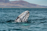 Fototapeta  - grey whale spy hopping in magdalene bay baja california sur mexico