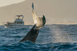 Fototapeta  - humpback whale tail slapping in Cabo San Lucas pacific ocean baja california sur mexico at sunset