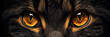 Gleaming gaze of the golden-eyed feline. A captivating close-up of a cats face, with mesmerizing yellow eyes staring directly at the viewer