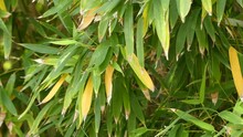 Phyllostachys Aurea In Bambuseae Tribe