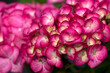 pink hortensia flowers in a garden - close up