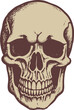 Illustration of a skull in vintage style. Vector.