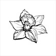 Outline daffodil flower drawn by hand in full bloom design element for floral card.