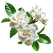 Beauty gardenia flower isolated on a white background