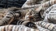 Afternoon nap of a whiskered tabby cat