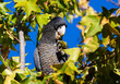 Eating beautiful wild red tailed black cockatoo in a tree around the Swan Valley, Perth, Western Australia