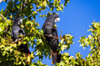Pair of beautiful wild red tailed black cockatoos in a tree around the Swan Valley, Perth, Western Australia