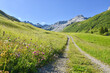 pictorial hiking route through wildflower meadow, Gafiertal valley, prattigau alps