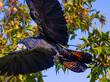 Flying beautiful red tailed black cockatoo in trees around the Swan Valley, Perth, Western Australia