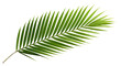 © Rawpixel.com - PNG Palm leaf plant tree freshness