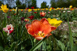 Tulpen auf einem Feld zum selber Pflücken