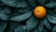 Fresh orange fruit with dew drops on tree branch, forming a wide banner for text