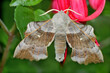 Pappelschwärmer (Laothoe populi) Schmetterling auf roter Blüte 