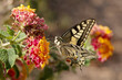 Schwalbenschwanz  (Papilio machaon)  Schmetterling auf gelb-oranger Blüte