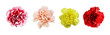 Set of red, yellow and peach carnation flowers isolated on white or transparent background. Top view.