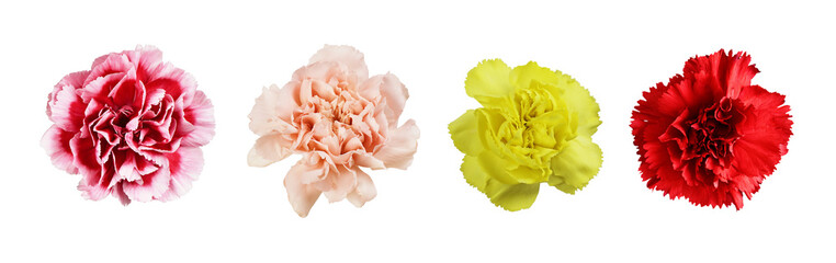 Wall Mural - set of red, yellow and peach carnation flowers isolated on white or transparent background. top view