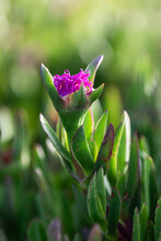 A Pink, Flowering Ice Plant Growing Along The Mediterranean Coast In Central Israel.