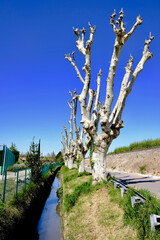 Wall Mural - arbre village de caderousse commune orange vaucluse