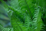 Fototapeta Łazienka - zielone paprocie w ogrodzie	