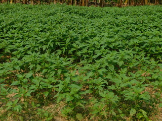 close up leaves sesame tree, Green sesame leaf growing in the tree white sesame tree agriculture plant.