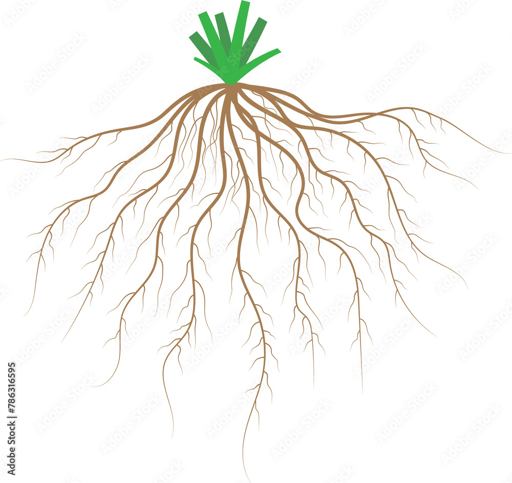 Fibrous root system. Monocots. Diagram. Stock Illustration | Adobe Stock