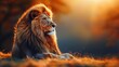 Majestic male lion in savannah at sunset, the powerful king of the untamed wilderness