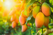 © VisualProduction - Bunch of fresh ripe mango hanging on a tree in mango garden.