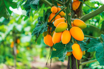 Bunch of fresh ripe papaya fruit hanging on a tree in papaya fruit garden.