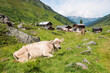 Cows and farmsteads at Dischma valley, idyllic swiss landscape