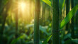 Lush bamboo forest, sun on bamboo, HD, close-up, photography, National Geographic.