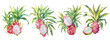 Watercolor dragon fruit isolated on transparent background. 