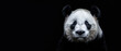 Frontal portrait of a giant panda, its face highlighted with great detail on a deep dark background, showing depth and texture