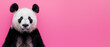 An endearing panda stands attentively against a soft pink background, captivating with its gentle gaze