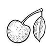 Whole cherry berry with leaf. Vector vintage engraving illustration