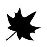 Fototapeta Dinusie - Maple leave. Autumn motive. Maple leaf isolated on white background.