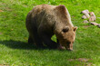 Large European brown bear looking for food.