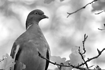 Canvas Print - Pidgeon