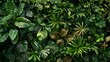 A lush green jungle with many different types of plants