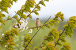 Linnet (Linaria cannabina) perched on blossom branch - Yorkshire, UK in April, Springtime