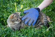 A glove for combing wool. A cat is combed with an animal comb.