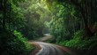 Forest road at Khaoyai National Park (The World Heritage of nature) Thailand