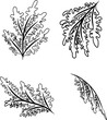 Continuous line drawing of collection of leaves. Vector illustration