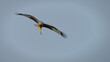 © Adriano - Red kite goes hunting