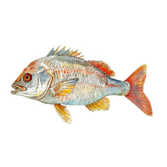 scup fish vector illustration in watercolour style