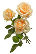 Flowers bouquet of three delicate light roses isolated on a white background.
